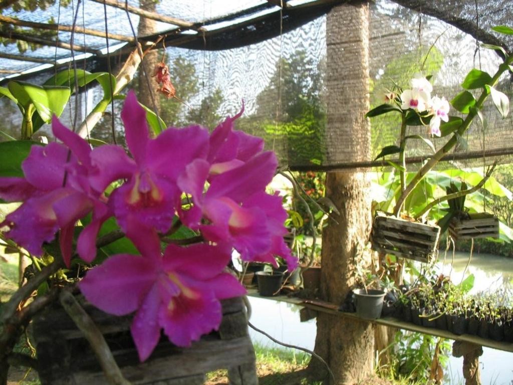 Ban Rai Tin Thai Ngarm Eco Lodge Mae Rim Buitenkant foto